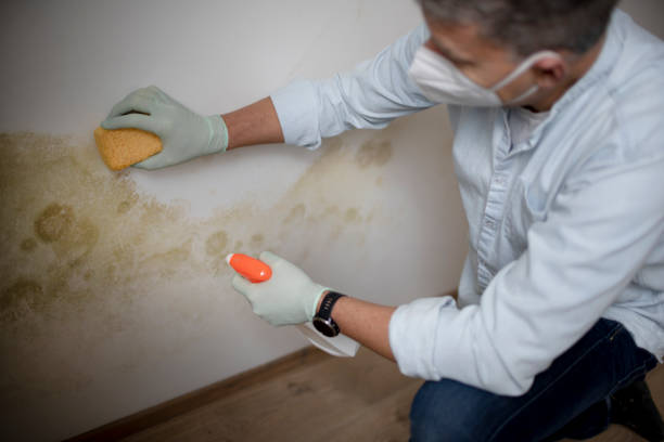 Home Mold Removal in Milton, LA