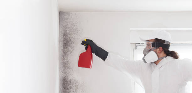 Certified Mold Removal in Milton, LA